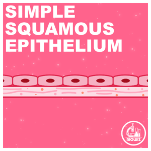 SIMPLE SQUAMOUS EPITHELIUM