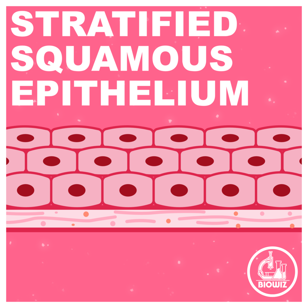 Stratified squamous epithelium