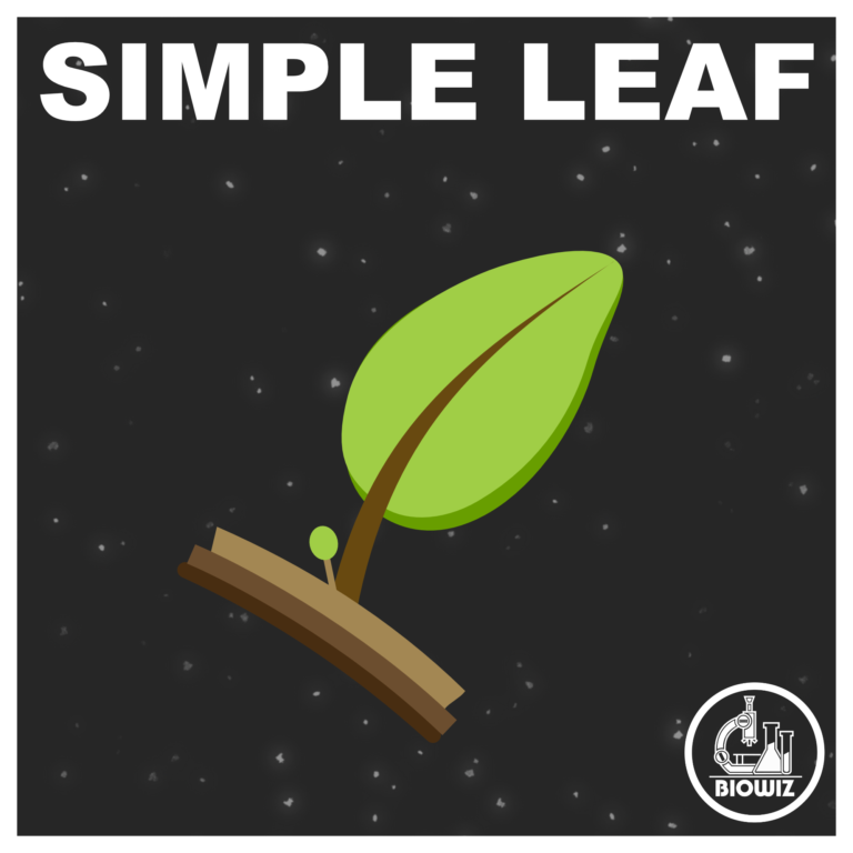 Simple leaf