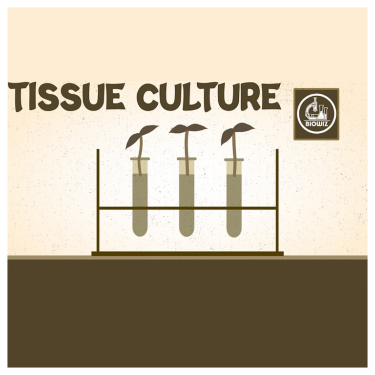 Tissue culture