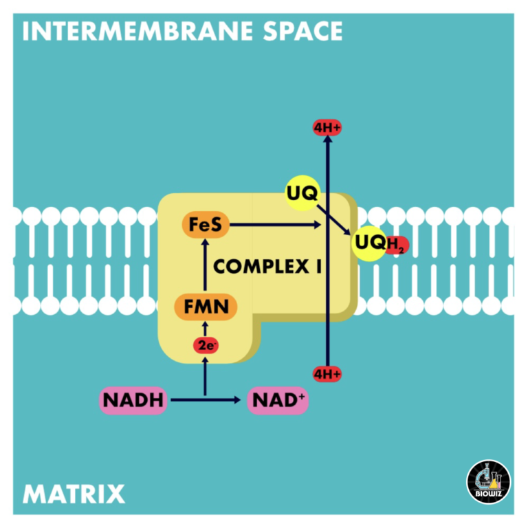 Complex I – NADH dehydrogenase