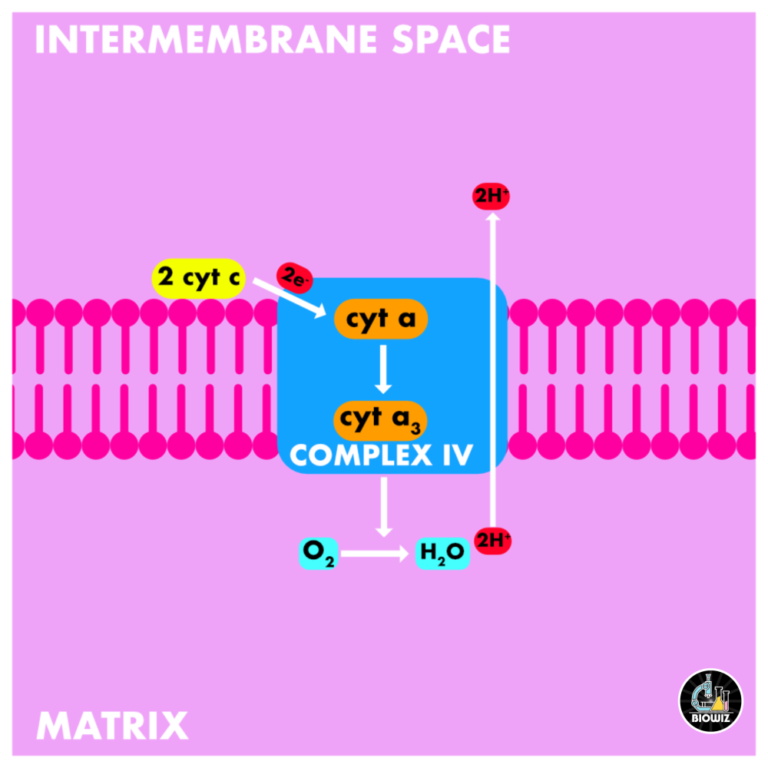 Complex IV – cytochrome c oxidase