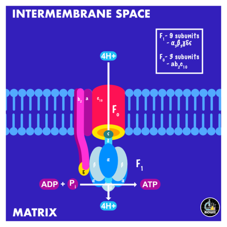 Complex V – ATP synthase