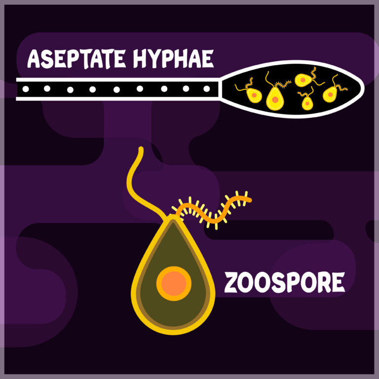 Zoospores in a zoosporangium