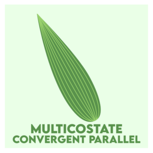 multicostate convergent parallel venation