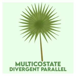 multicostate divergent parallel venation