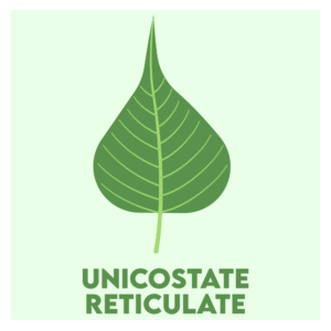 unicostate reticulate venation