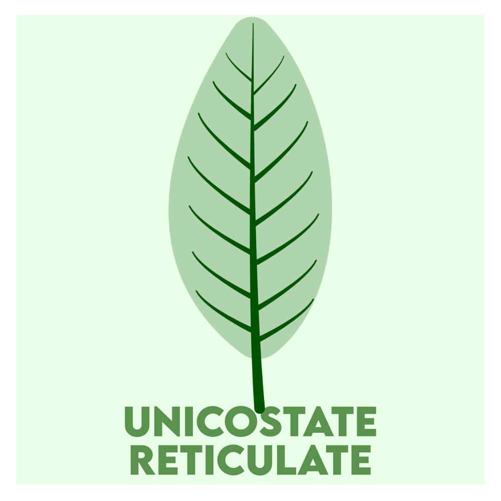 unicostate reticulate venation