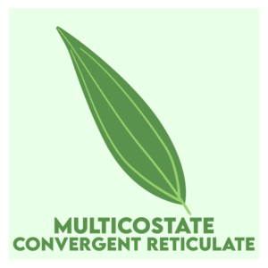 multicostate convergent reticulate venation