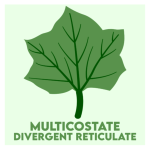 multicostate divergent reticulate venation