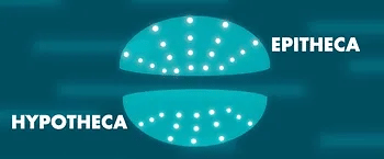 Diatom frustule showing epitheca and hypotheca